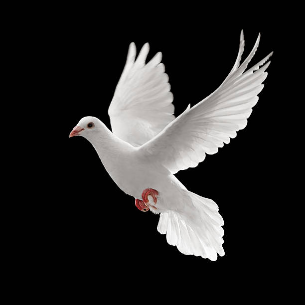 A single white pigeon flying against a black background flying white dove isolated on black background dove bird photos stock pictures, royalty-free photos & images