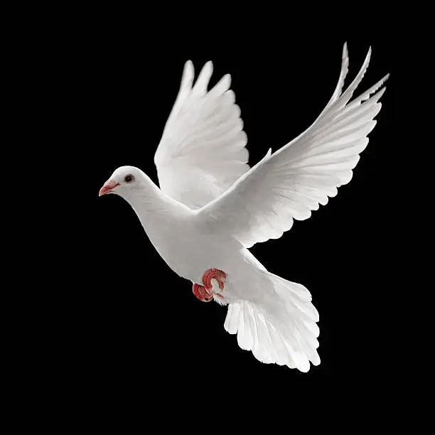 Photo of A single white pigeon flying against a black background