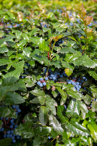 Blue wild berries