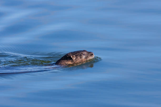 istock An Otter Smiwwing Above the Water 1470274552