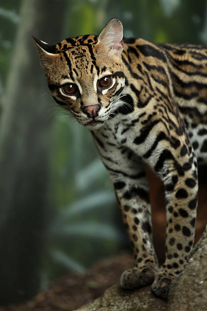 ocelote - jaguatirica - fotografias e filmes do acervo