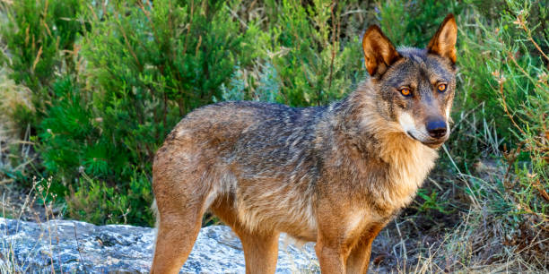 istock Iberian Wolf, Zamora, Spain 1470275293