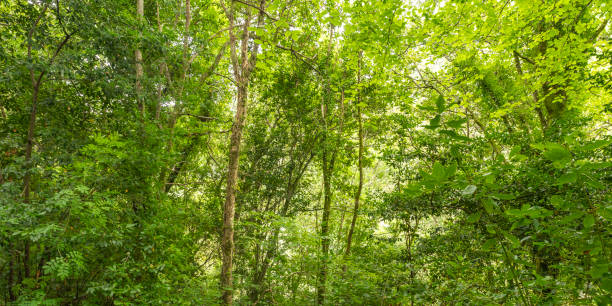 istock Fragas do Eume Natural Park, Pontedeume, Spain 1470275386