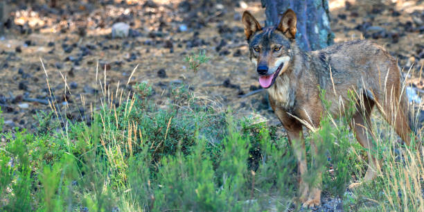 istock Iberian Wolf, Zamora, Spain 1470276649
