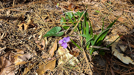 Signs of Springtime.  Wild violet in February.  Feb. '23