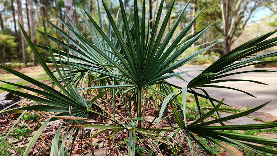 Signs of springtime.  Wild Palmetto plants in spring.  Feb. '23