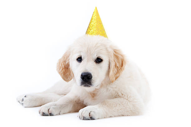 istock Young golder retriever puppy with birthday hat 147027809