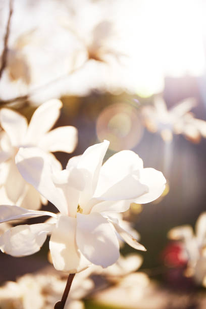 yulan magnolia fleurit en fleurs. magnolia blanc fleurs printemps jour ensoleillé nature éveil - sunlight flower magnolia flower head photos et images de collection