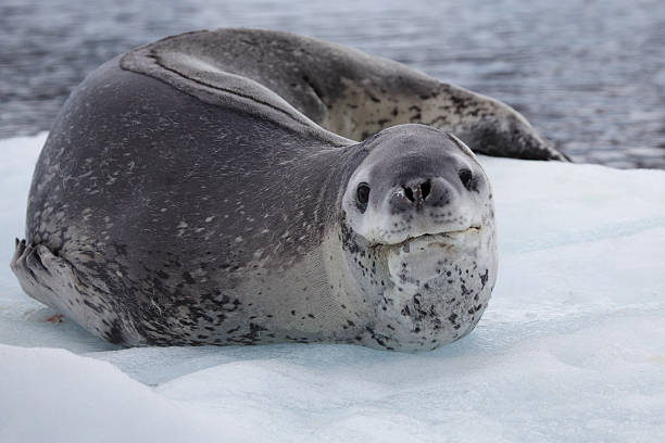 Foca leopardo su Ghiaccio galleggiante, Antartide - foto stock