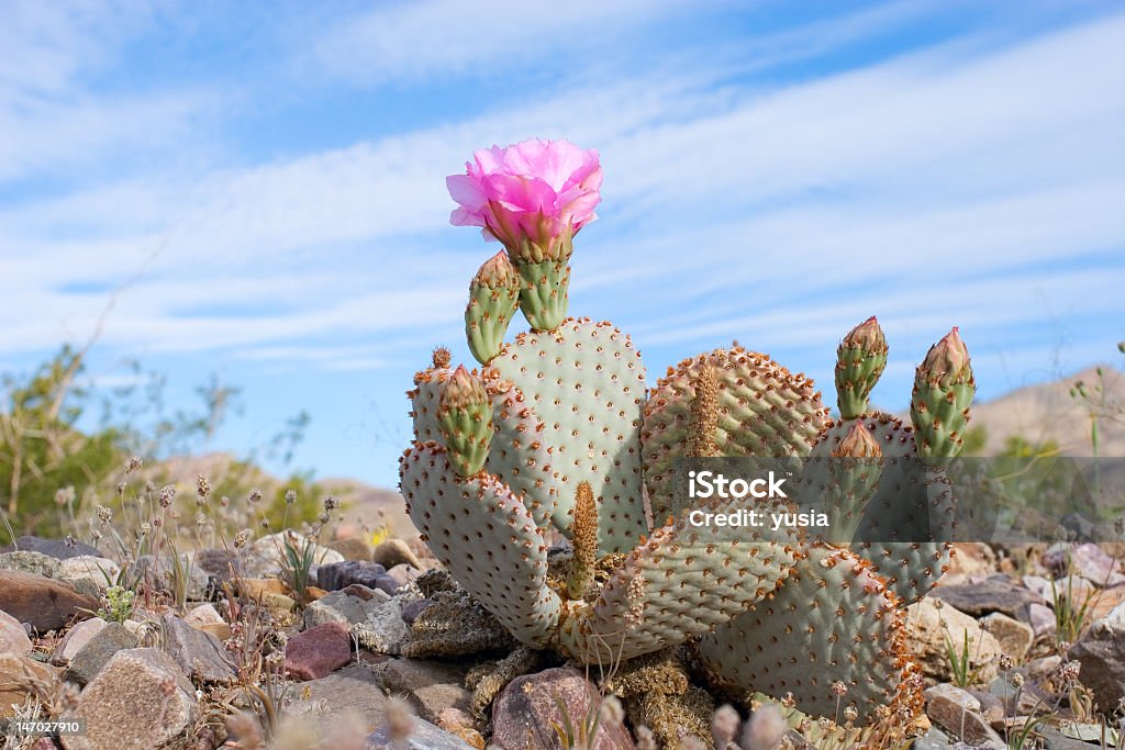 Cactus with pink flower amid blue desert sky and rocks blooming beavertail cactus (opuntia species) Cactus Stock Photo