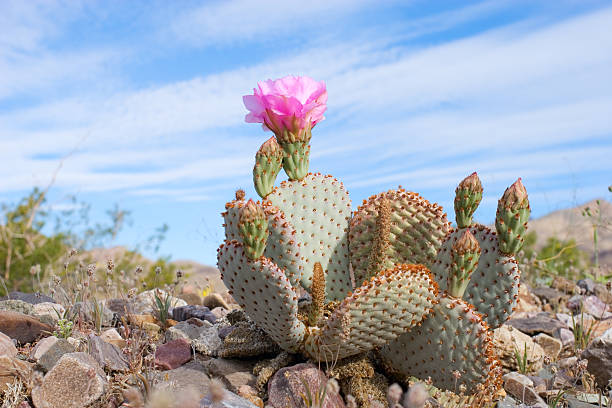Cactus with pink flower amid blue desert sky and rocks blooming beavertail cactus (opuntia species) prickly pear cactus stock pictures, royalty-free photos & images
