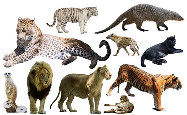istock Set of wild mammals isolated over white 1470280314