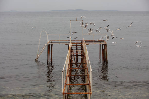 Seagulls on the old ruined pier