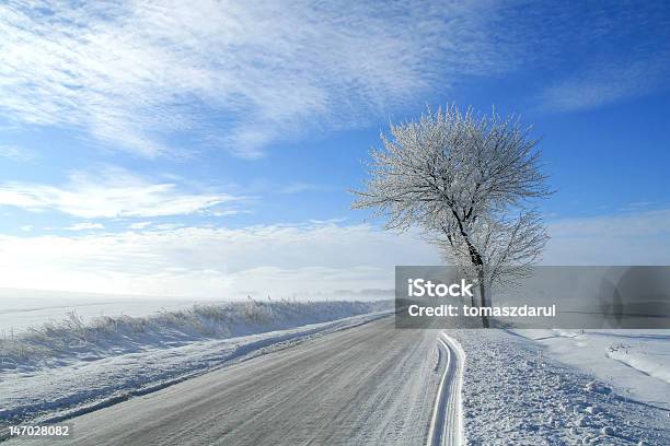 Árvores Congeladas - Fotografias de stock e mais imagens de A nevar - A nevar, Ajardinado, Ao Ar Livre