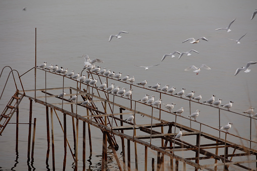 Seagulls on the old ruined pier