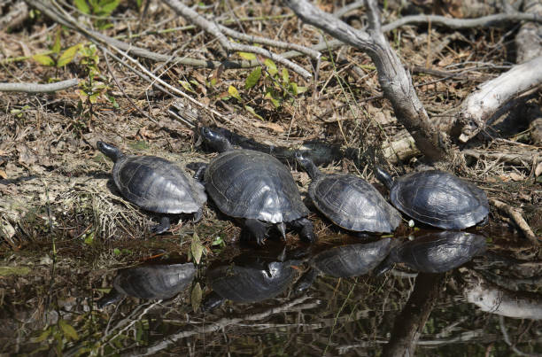 istock Four turtle basking at the edge of a pond 1470280935