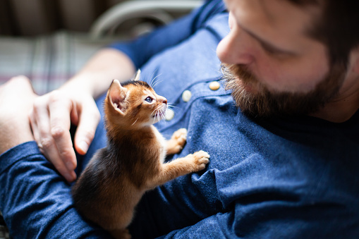Little abyssinian ruddy kitten sitting on mans chest. Cute one month old kitten looking trustfully on its owner. Pets care. World cat day. Image for websites about cats. Selective focus.