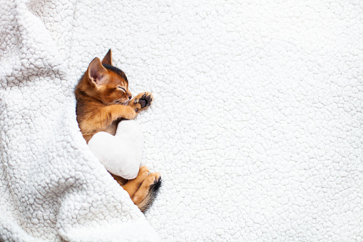 Ð¡ute little red kitten sleeping on a fluffy white blanket .