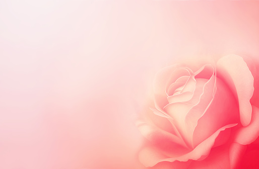Horizontal banner with rose of pink color on blurred background. Copy space for text. Mock up template. Can be used for wallpaper, wedding card, web page backdrop