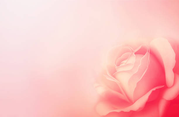 Horizontal banner with rose of pink color on blurred background. Copy space for text. Mock up template stock photo