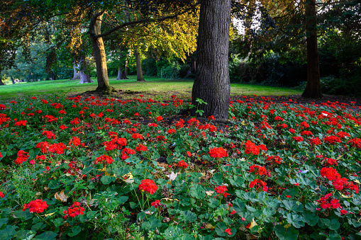 The Knoll, a small public park in Hayes, Kent, UK. Bright red flowers and trees in the Knoll park. Focus on foreground flowers.