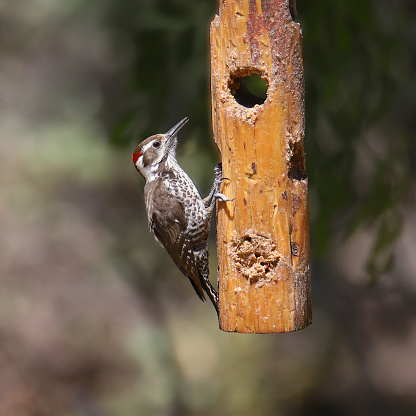 Arizona Woodpecker (male) (leuconotopicus arizonae) eating from a suet feeder