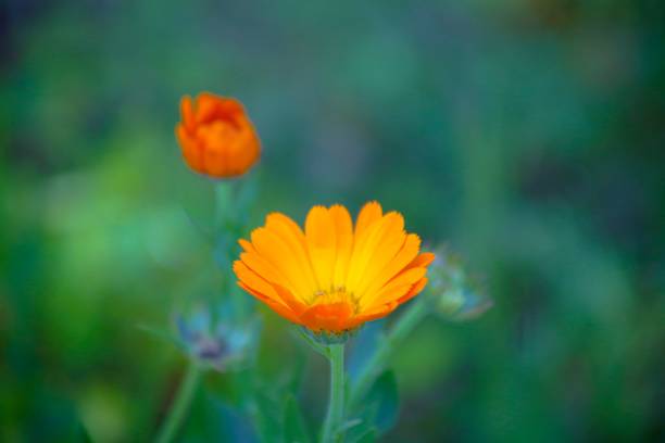 istock The power of flowers 1470281872