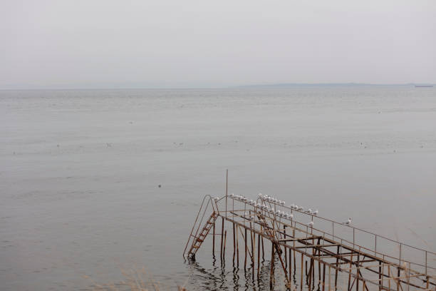 Seagulls on the old ruined pier