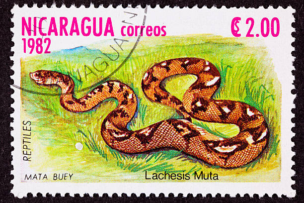 istock Canceled Nicaraguan Postage Stamp Bushmaster Snake Venomous Pitviper Lachesis Muta 147028252