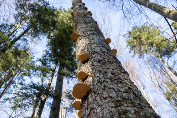 low angle view of a very high tree, in a mountain forest, partially covered on its cortex by many big mushrooms