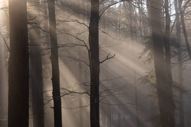 istock sunlight rays passing through the fog and illuminating in backlight a mountain forest, in the afternoon, in winter 1470283662