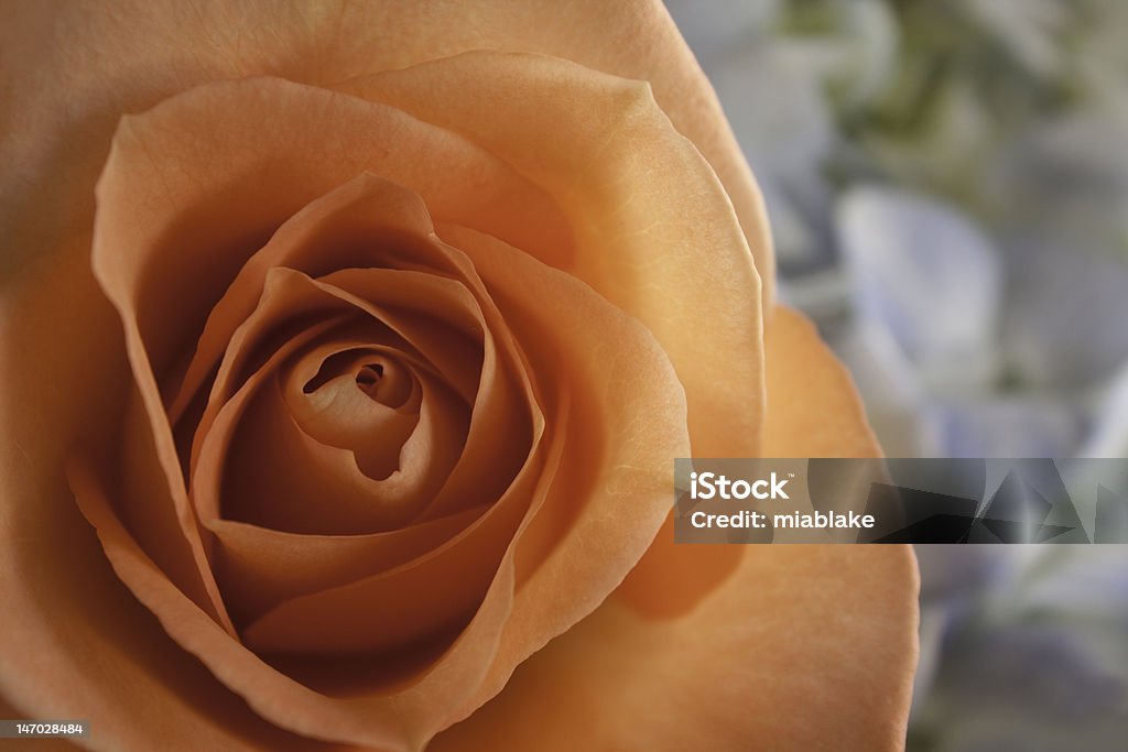 Peach Rose with Copyspace A royalty free horizontal stock photo of a beautiful rose with a blurred background with copyspace on the right Beauty Stock Photo