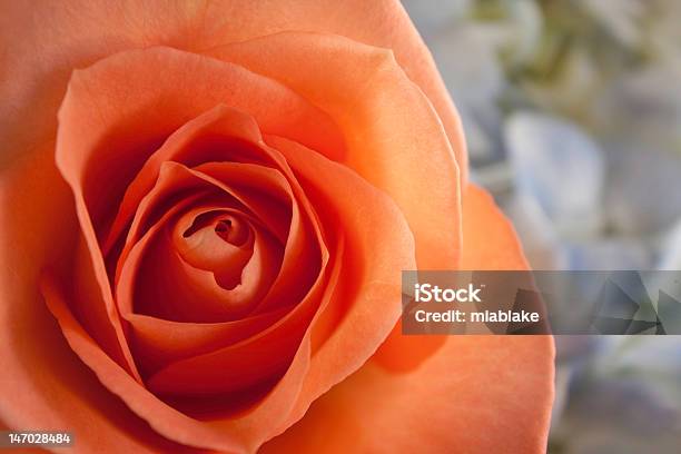 Peach Rose With Copyspace Stock Photo - Download Image Now - Beauty, Beauty In Nature, Close-up