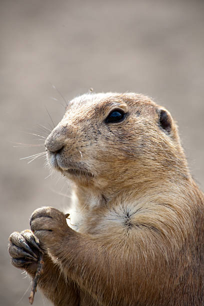 istock Prairie Dog  holding stick 147028620