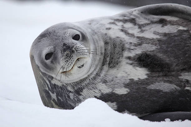 Foca di Weddell riposo nella neve, Antartide - foto stock