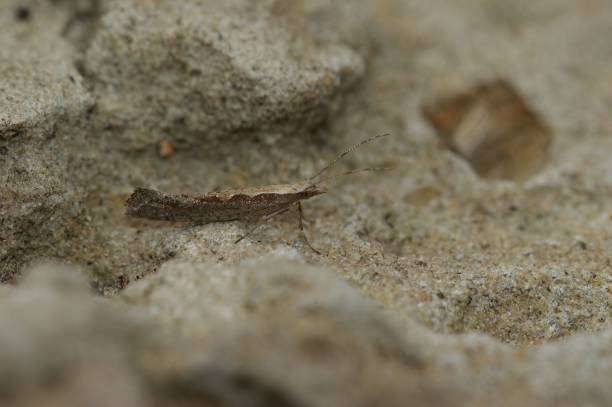 istock Closeup on the small Diamond-back micro moth, Plutella xylostella, sitting on a stone 1470286529