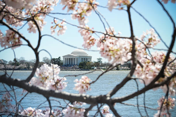 Jefferson Memorial framed with cherry blossom stock photo
