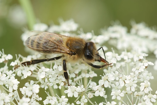 Closeup on a European honey bee, Apis melifera, sipping nectar from a wild carrot, Daucus carota
