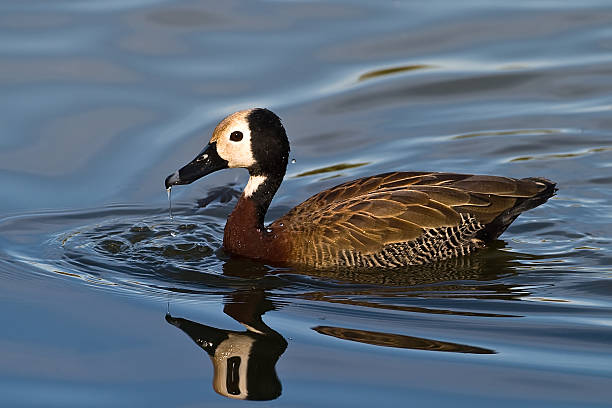 canard blanc face - white faced whistling duck photos et images de collection