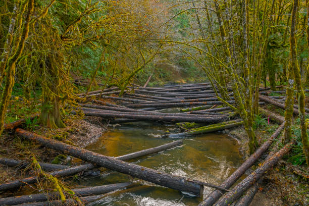 Logs in mountain stream, Wildlife Fish Restoration