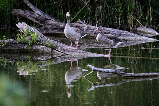 istock a greylag goose pair standing on a log floating in a pond 1470289144