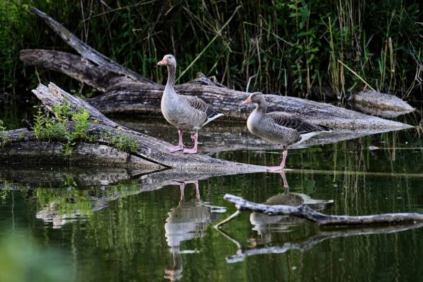 istock a greylag goose pair standing on a log floating in a pond 1470289506