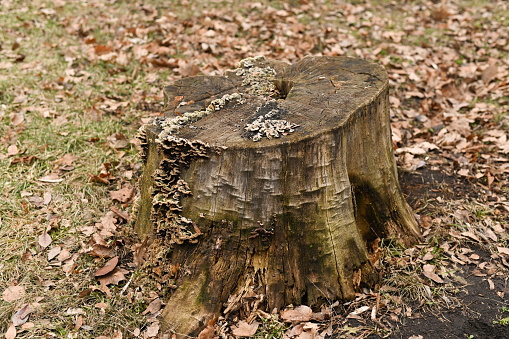 an old rotten stump overgrown with mushrooms.