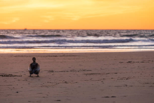 A pelican waits on a beach in california at sunset