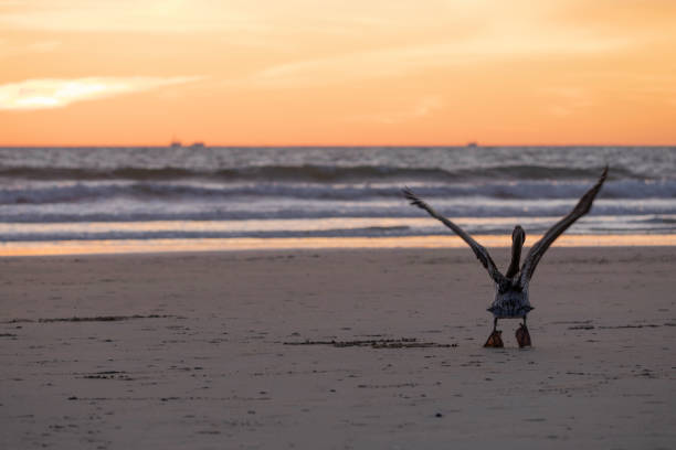 A Pelican prepares to lift off from a california beach at sunset