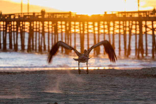 Brown Pelican soaring over water, with aircraft carrier in background.