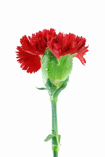 Red carnation isolated on white