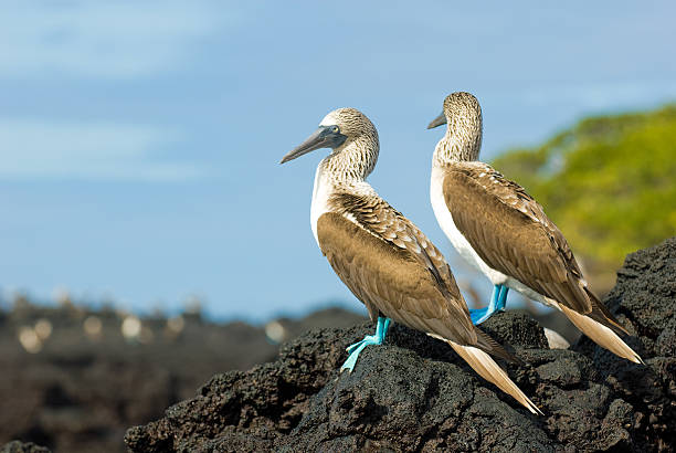 istock blue-footed boobies, galapagos islands, ecuador 147029546