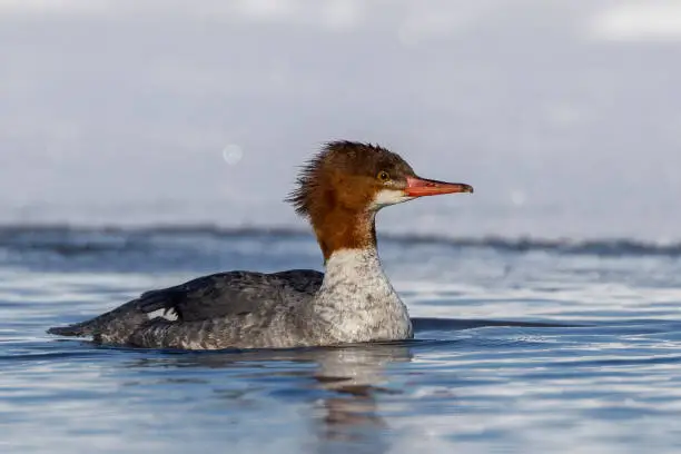 a female Common Merganser in winter on the St. Lawrence River