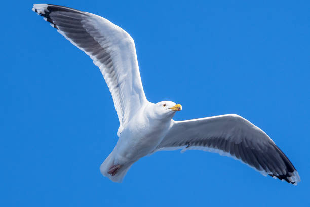 istock a Herring Gull male flying over the St. Lawrence River 1470295585